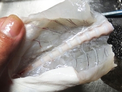 初夏のマゴチの塩〆の薄造り (11).jpg