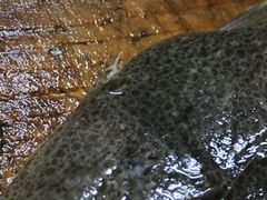 初夏のマゴチの塩〆の薄造り (5).jpg