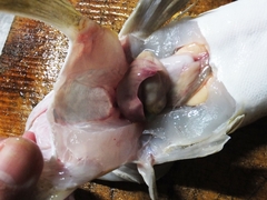 初夏のマゴチの塩〆の薄造り (8).jpg