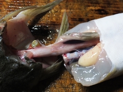 初夏のマゴチの塩〆の薄造り (9).jpg